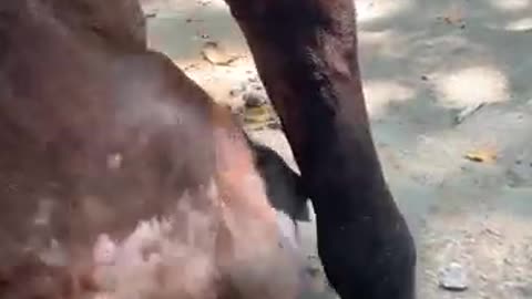 A horse that loves health