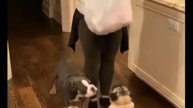 Cute puppy are excited for toys