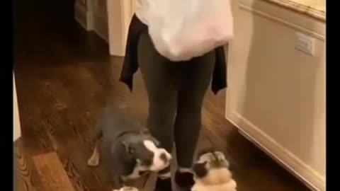 Cute puppy are excited for toys