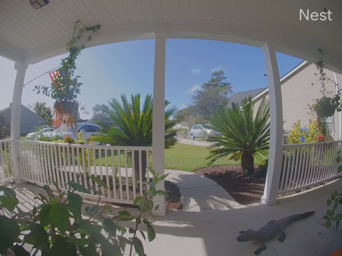 Alligator Wanders onto Woman's Front Porch