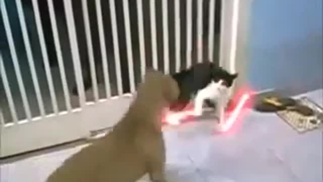 jedi dog being beaten by jedi cat crazy fun