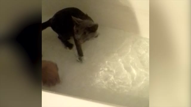 Cat Jumps Outta Bath