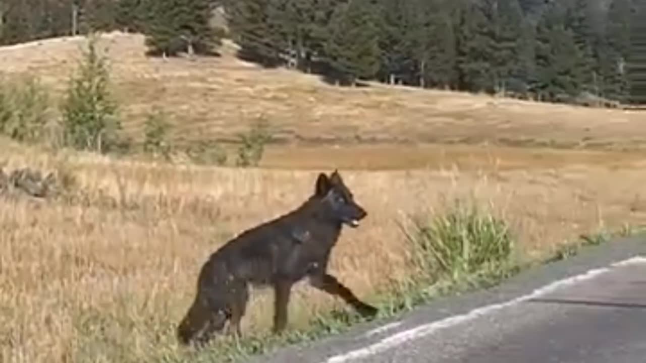 Wolves of Yellowstone