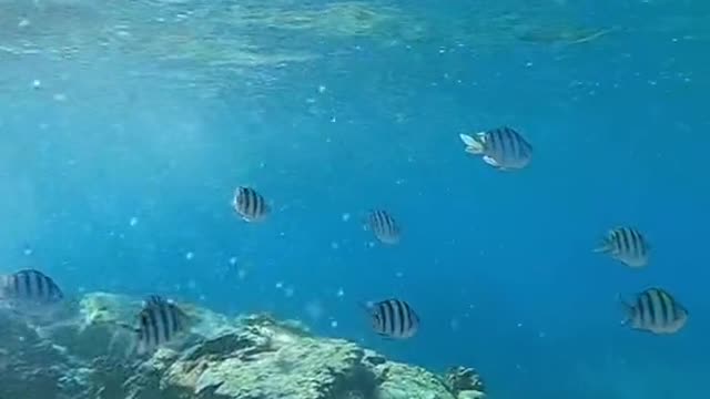 underwater#sunlight