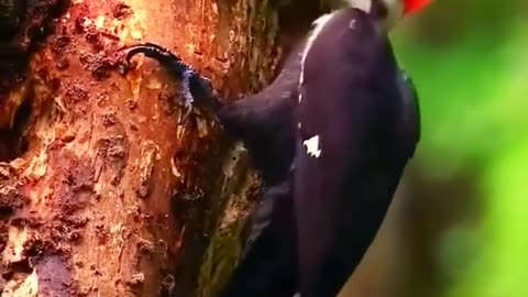 Power of woodpecker must watch