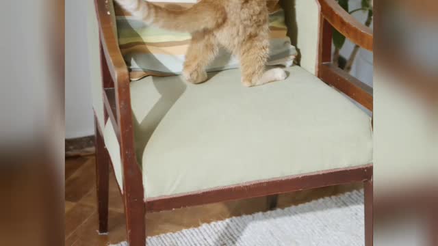 A ginger cat jumping up and down a chair