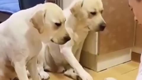 Dogs brain test