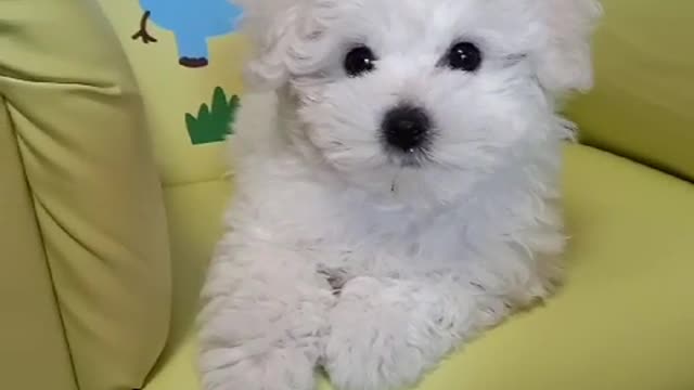 A puppy who is satisfied with buying a chair