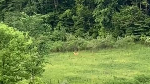 The deer running in the field