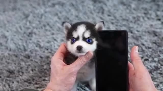 Cute husky puppy really