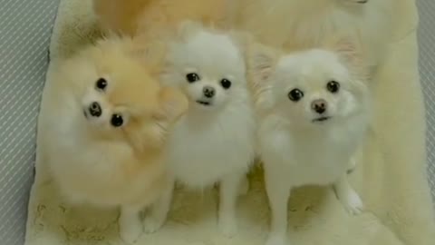 Cute puppies requesting you for subscribe over channel