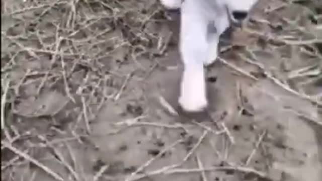 Try Not To Laugh or Grin While Watching Funny Animals Compilation 2021