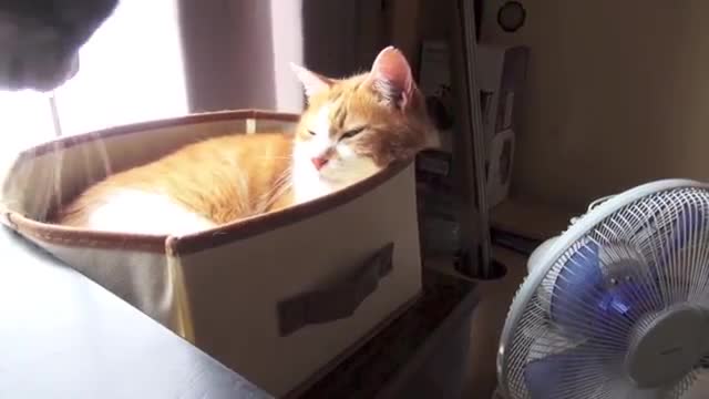 Polite Kitty Shows Respect To An Elderly Cat. This Is Stunning What She Does!