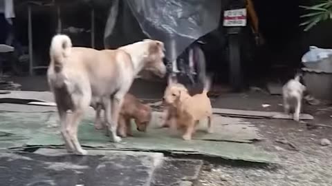 Mama Dog Begs Food For Puppies