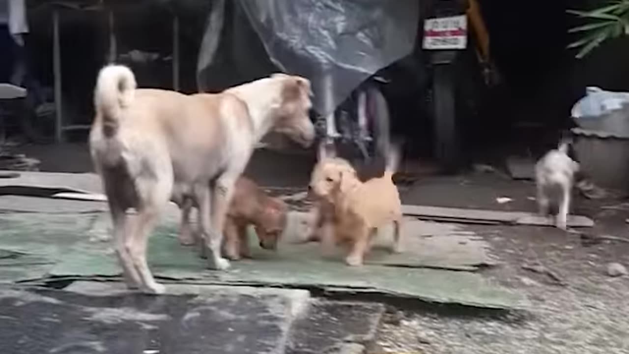 Mama Dog Begs Food For Puppies