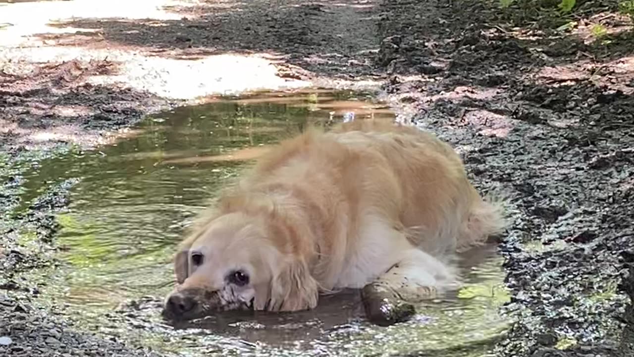 Golden Unwinds In Muddy Puddle