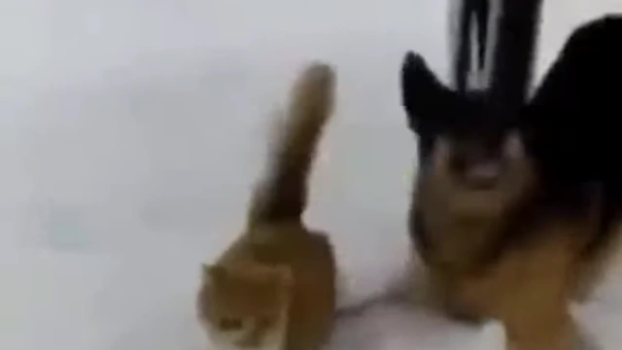 Cute Cat