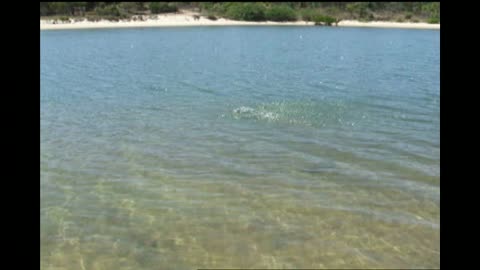 Bird Swoops Down And Grabs Fish
