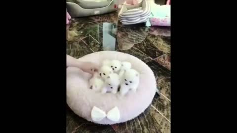 Cutest puppies p61 #short