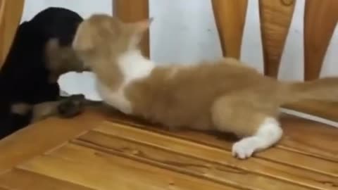 the Funniest Cat Videos # 01
