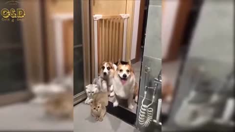 Gatos e Cachorros Engraçados #shorts
