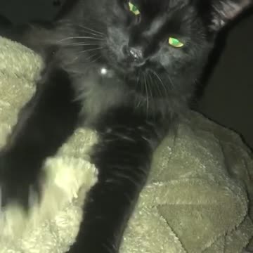 Black Cat Purring Loudly