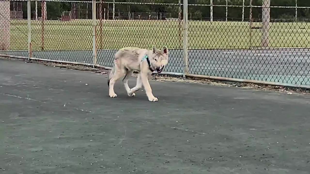 wolf dog puppies