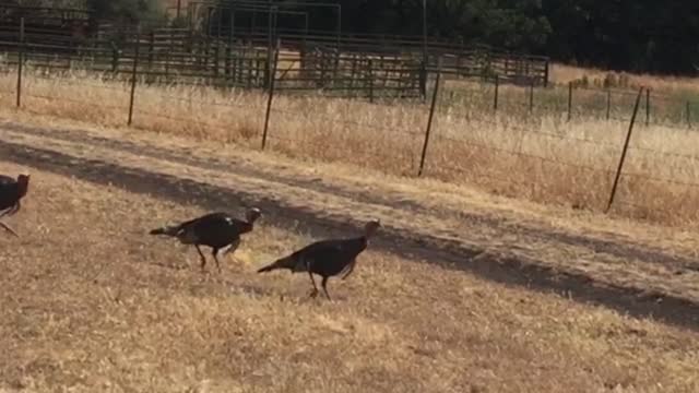 Turkeys walk in a straight line