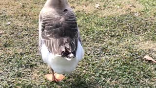 “Chinny” Our African Gander