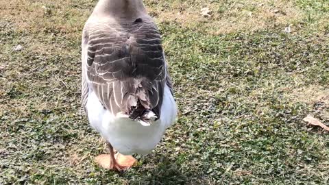 “Chinny” Our African Gander