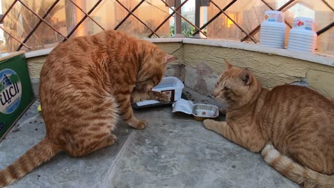 Homeless cats in Ras Al Khaimah, UAE: CHRIS MARTIN & ED SHEERAN #EdSheeran #ChrisMartin #TheVoice