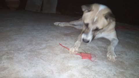 Dog playing with grasshopper || Must watch || Million views ☆