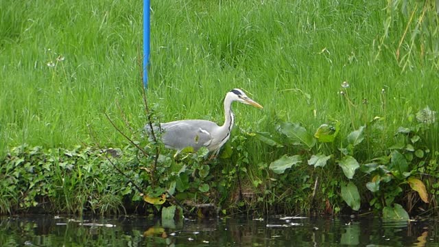 Grey Heron catches 2 fish