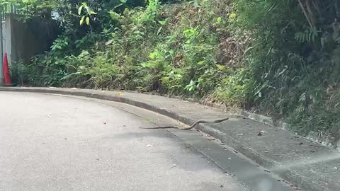 Snake on the road