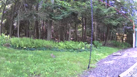 Cannn_____u________spot_______the______trees and trees