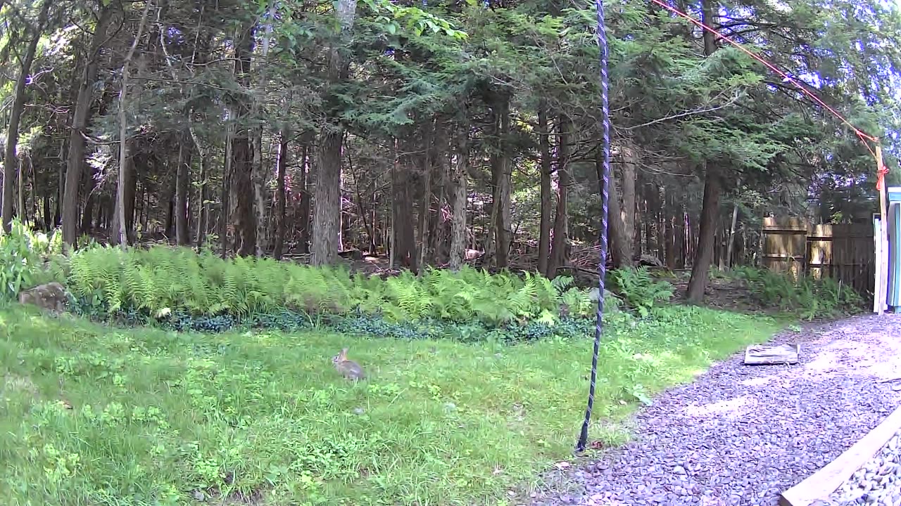 Cannn_____u________spot_______the______trees and trees