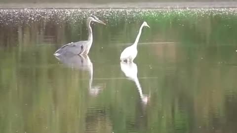 Fishing Buddies.