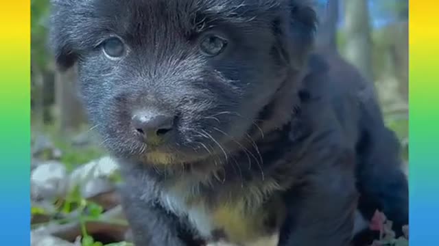 Best dog Puppy video