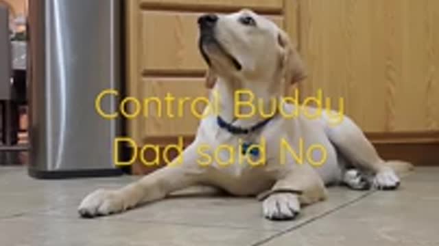 Labrador dog shows how well trained he is