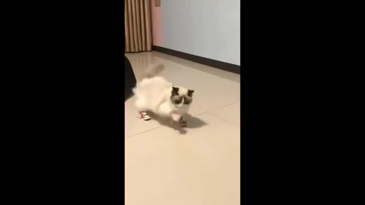 Funny cats and dogs video 😂