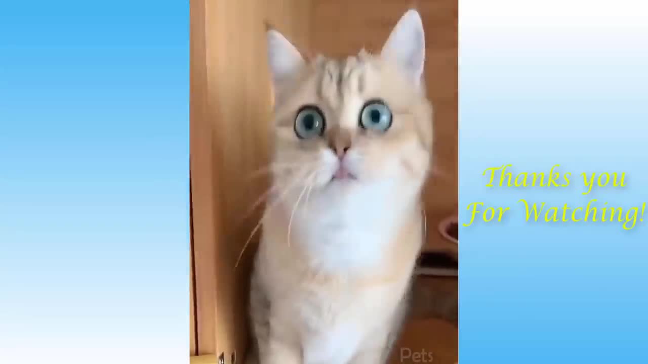 TOP FUNNY CAT videos - easy laughing videos