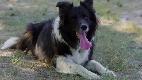 Big black and white trained dog acting playful outdoors - bumpes itself in the muzzle with its paw