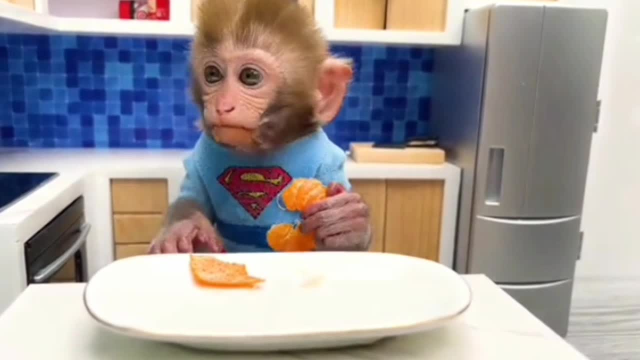 Fuuny video monkey 🐒 baby animal