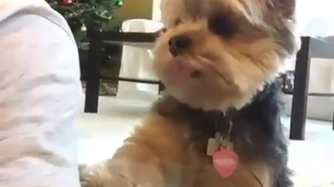 Funny dog