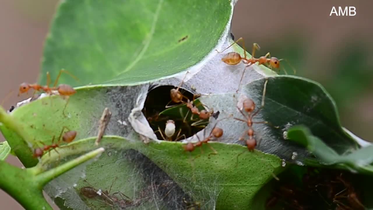 Weaving of Weaver Ants