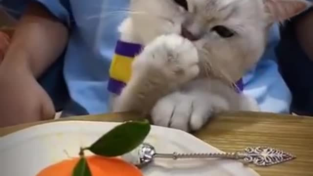 Funny cat - Time To Eat 2021😄😄