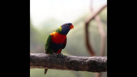 Two cute parrots in love