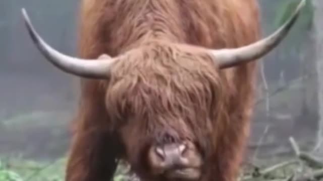 I wonder if this cow can see the road like this?