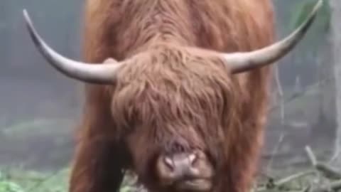 I wonder if this cow can see the road like this?