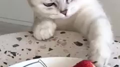 cat and strawberry